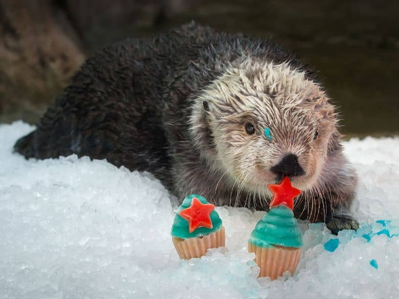 Photo of Charlie the sea otter celebrating his 22nd birthday