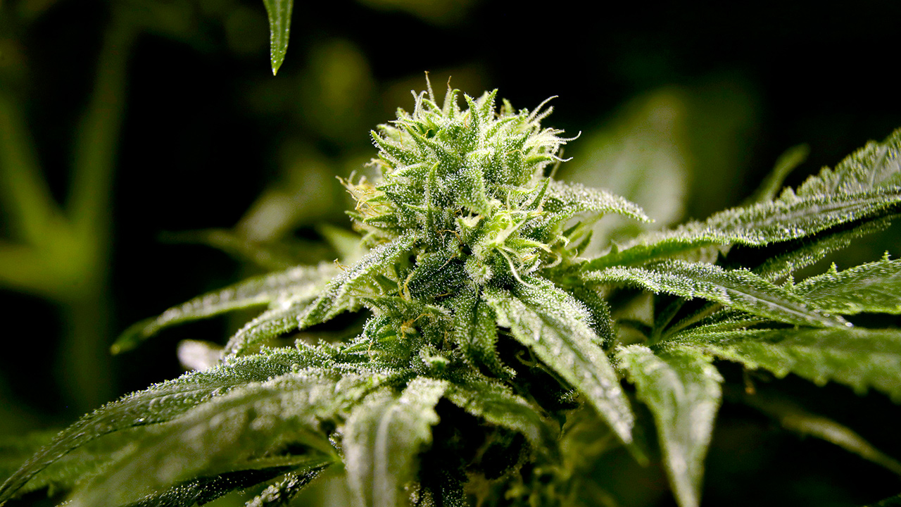 Photo of marijuana plant