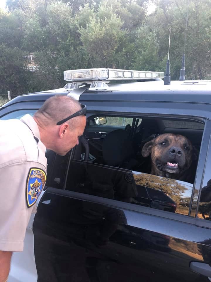 Photo of dog rescued by CHP – Placerville