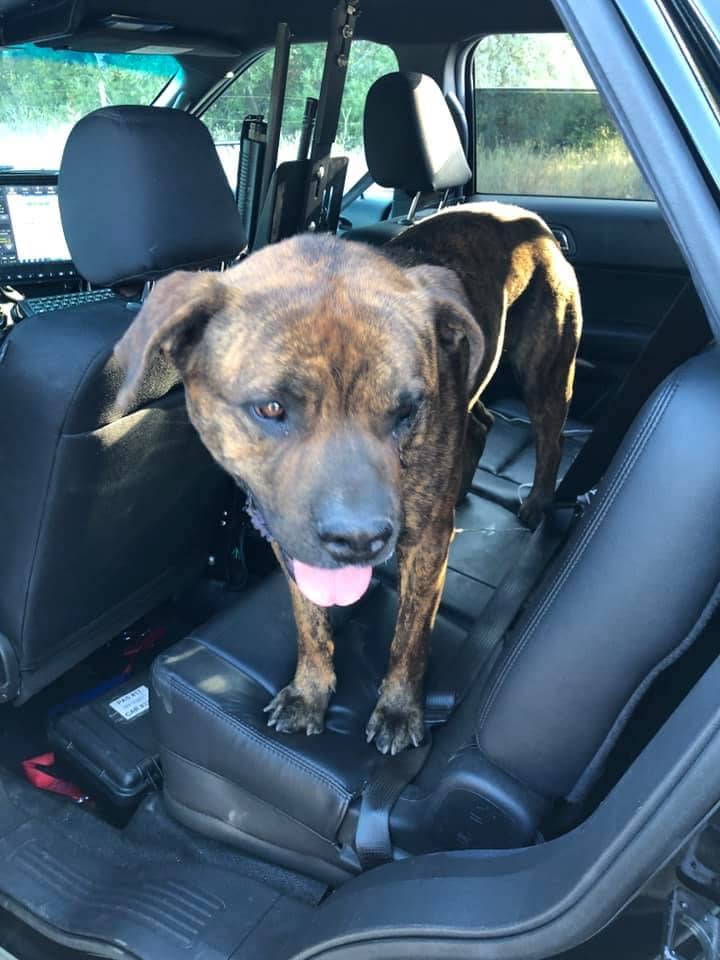 Photo of dog rescued by CHP – Placerville