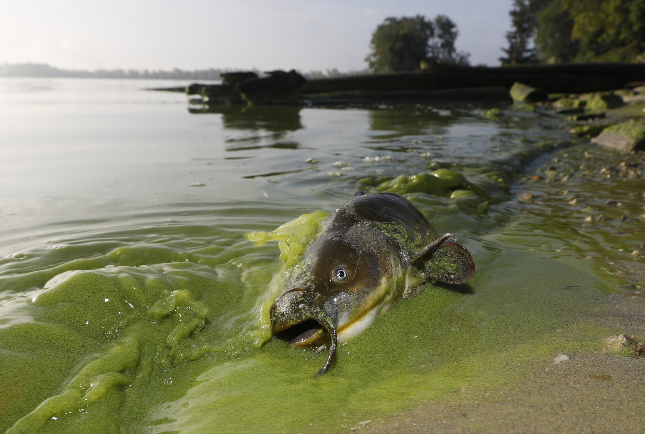 Photo of a dead catfish on shore of algae filled waters in North Toledo, Ohio.