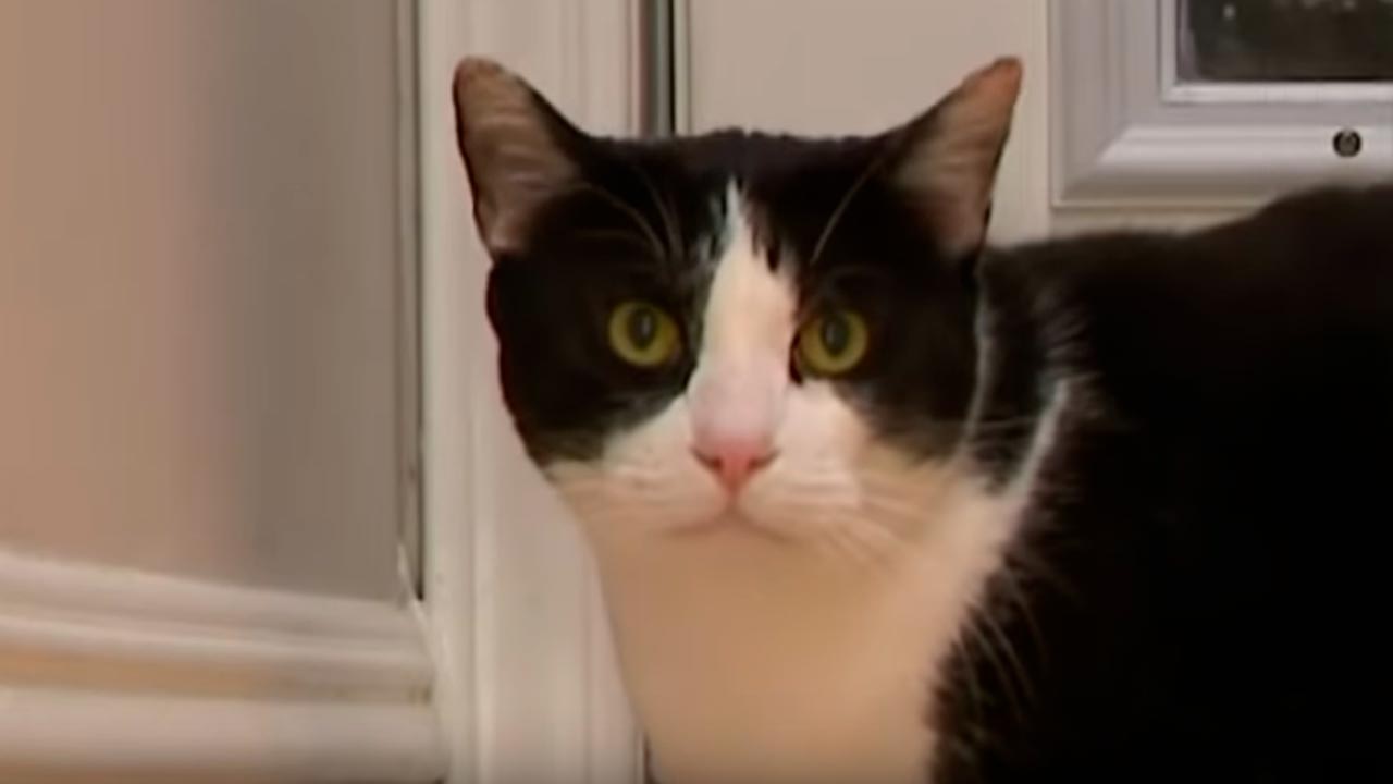 Photo of Max, a 16-year-old house cat who fended off three coyotes