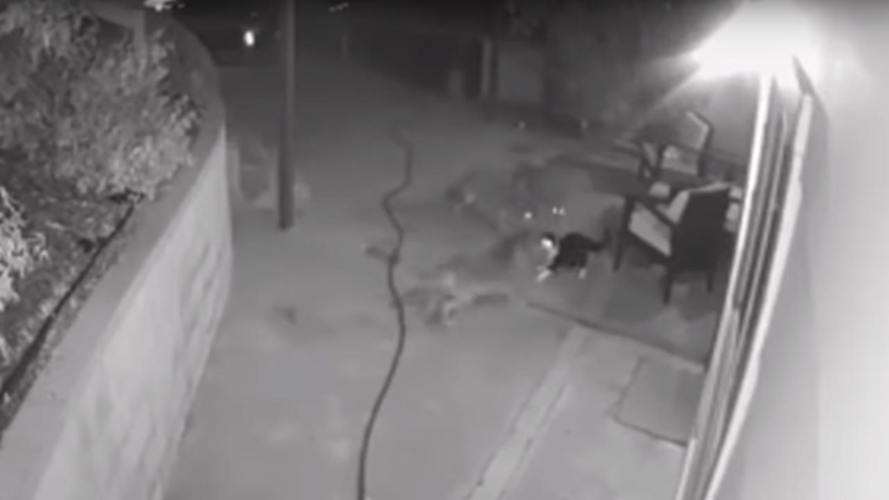 Photo of security camera footage showing a cat fending off three coyotes