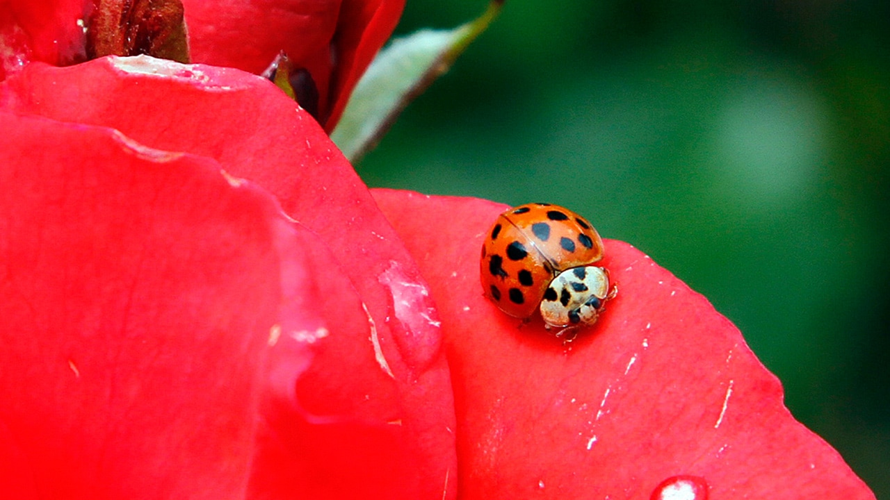 Photo of ladybug resting on a rose