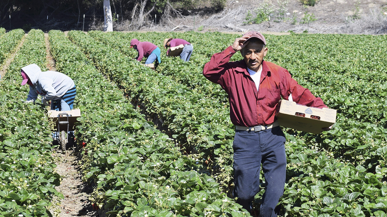 Farm workers in California field