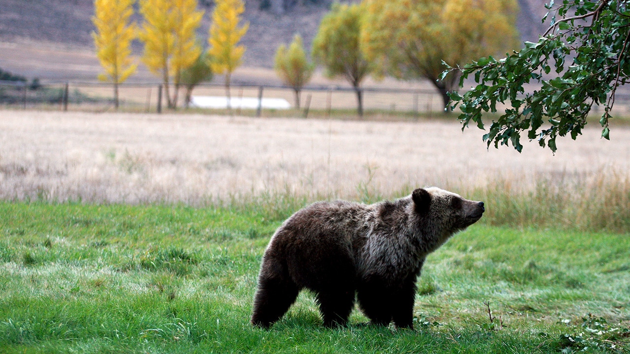 Photo of a grizzly bear in Montana