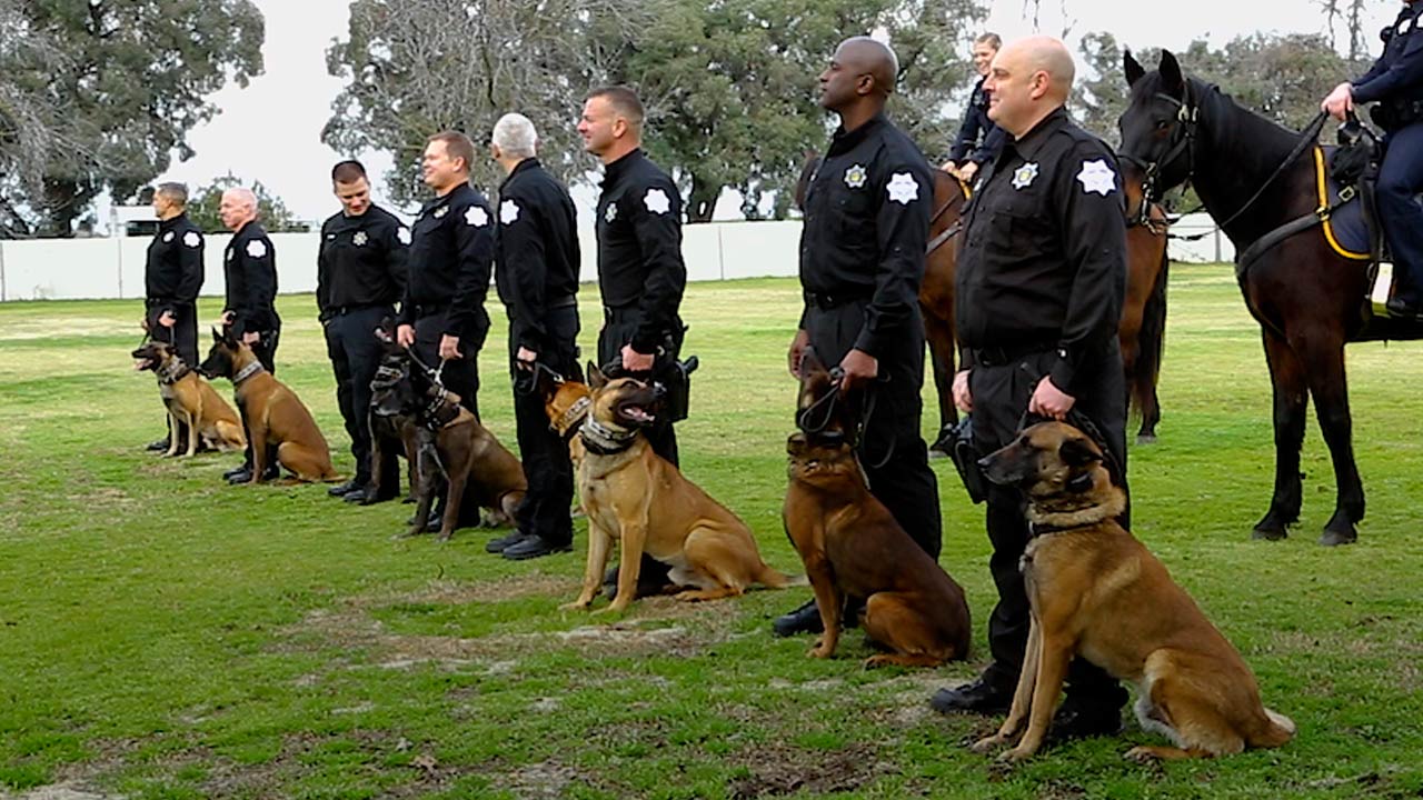 Fresno police department K9 teams at swearing in ceremony.