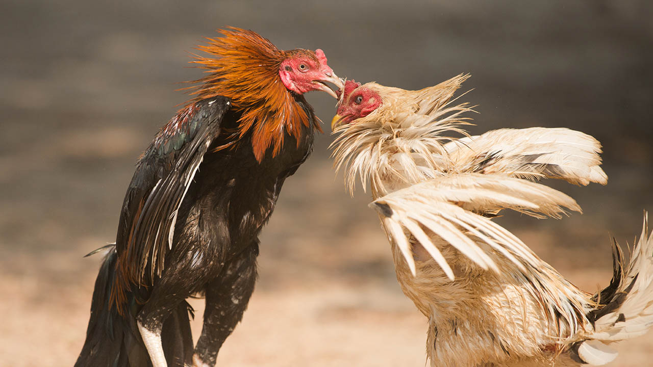 cockfighting