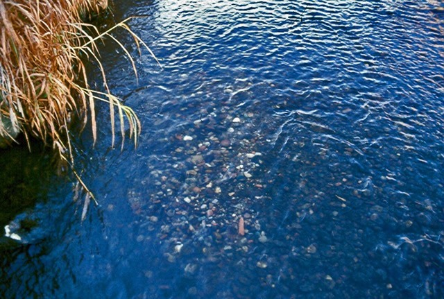 Photo of a salmon spawning bed