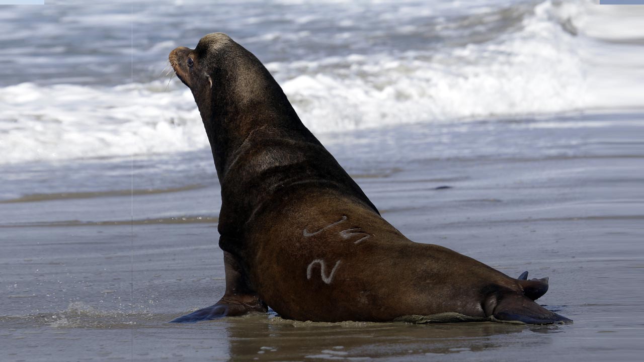 Photo of a Sea Lion on beach in Newport, Oregon.
