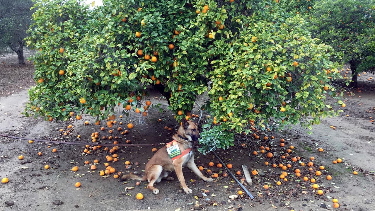 Photo of detector canine 'Szaboles'