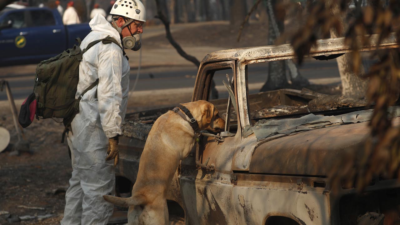 Photo of dog searching for human remains after the Camp Fire.