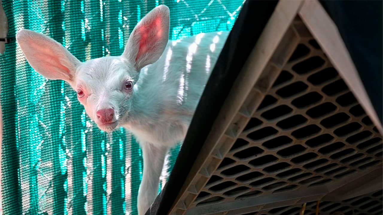 Photo of albino fawn