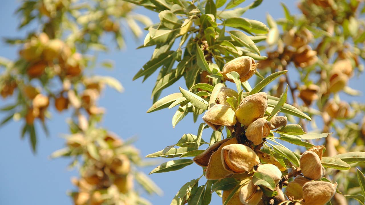 Photo of almond tree at harvest time in a California grove