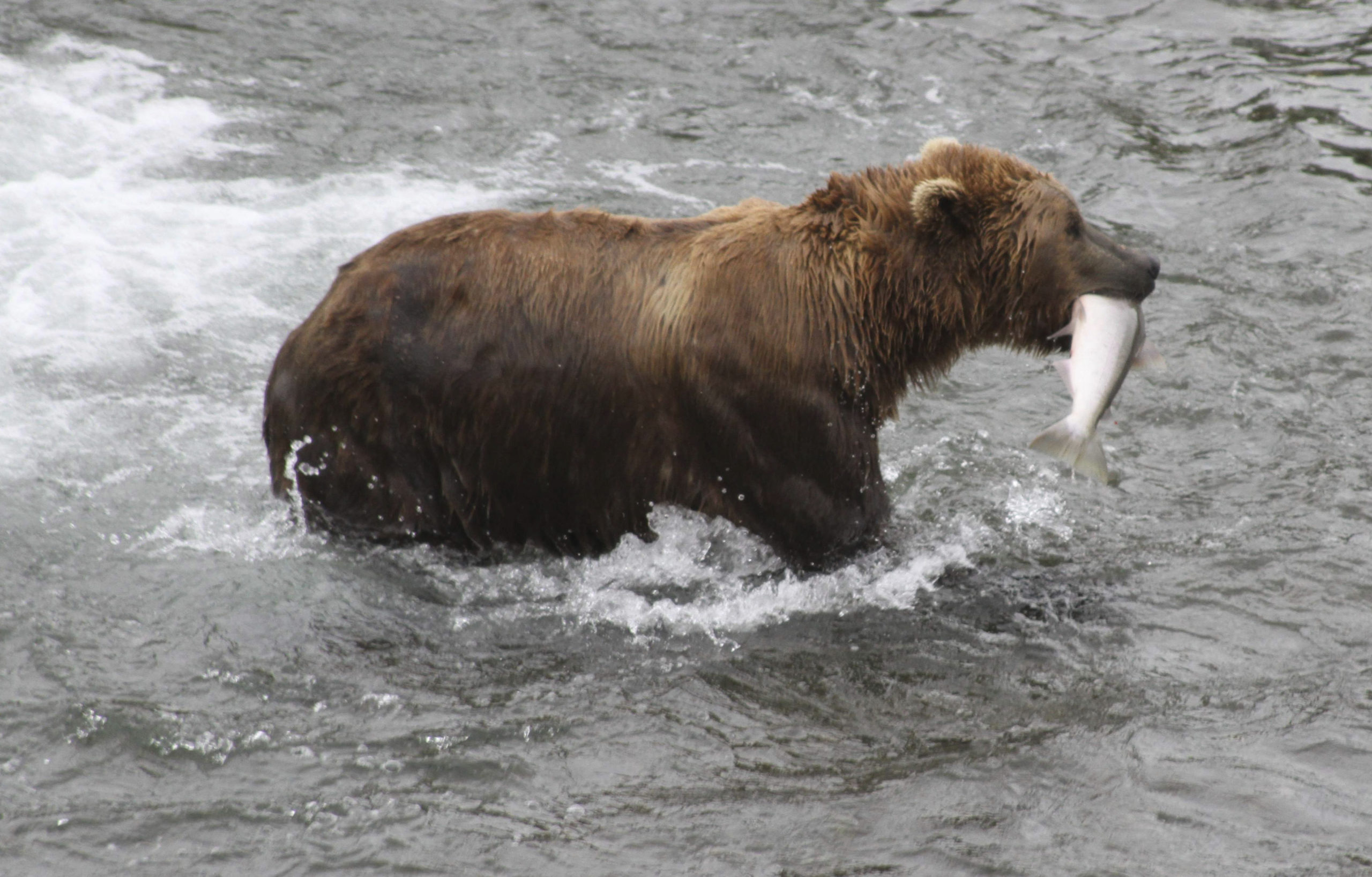 Alaska bear walks onto sandbar with a salmon in his mouth.