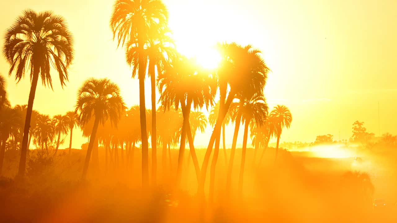 Photo of palm trees and sunshine in the summer