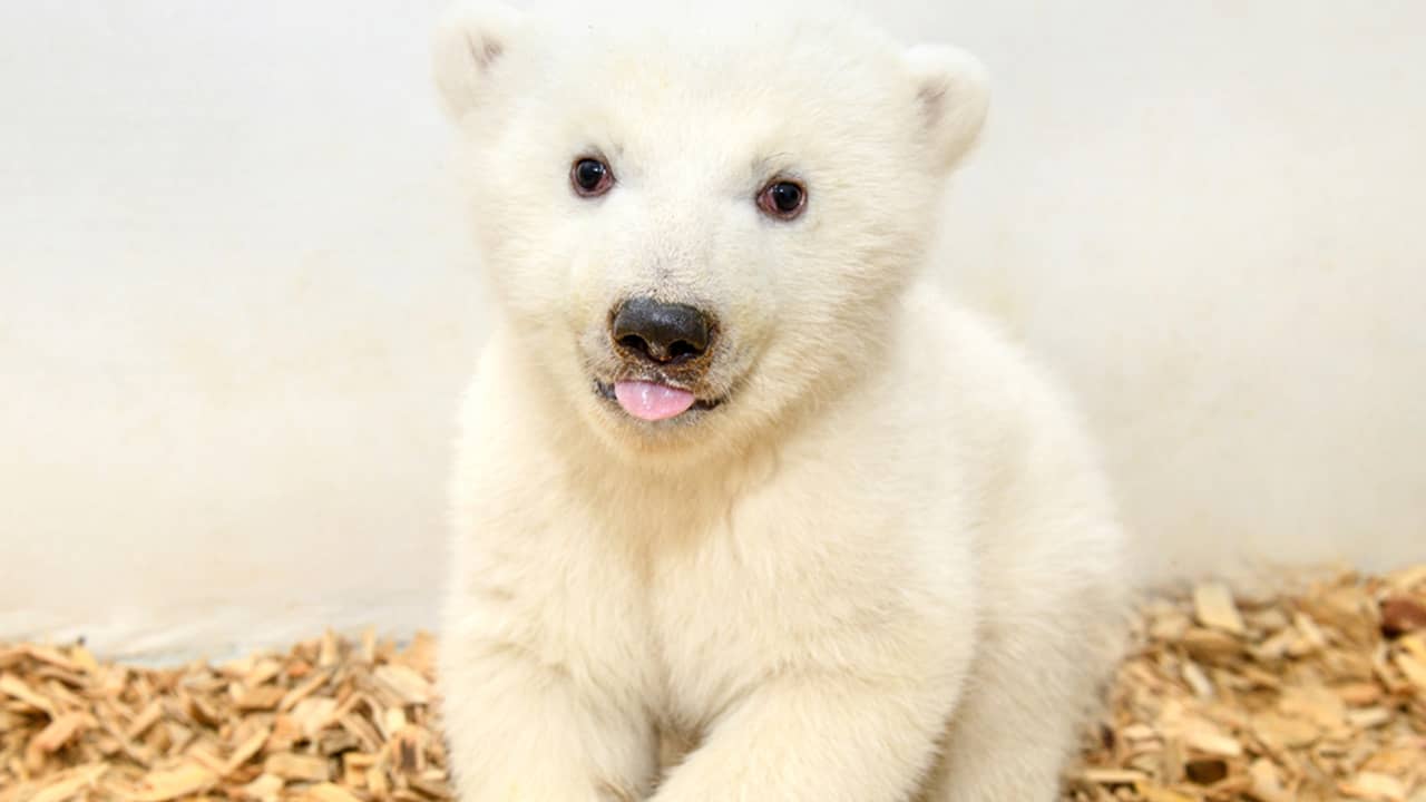 Photo of baby polar bear at Berlin Zoo