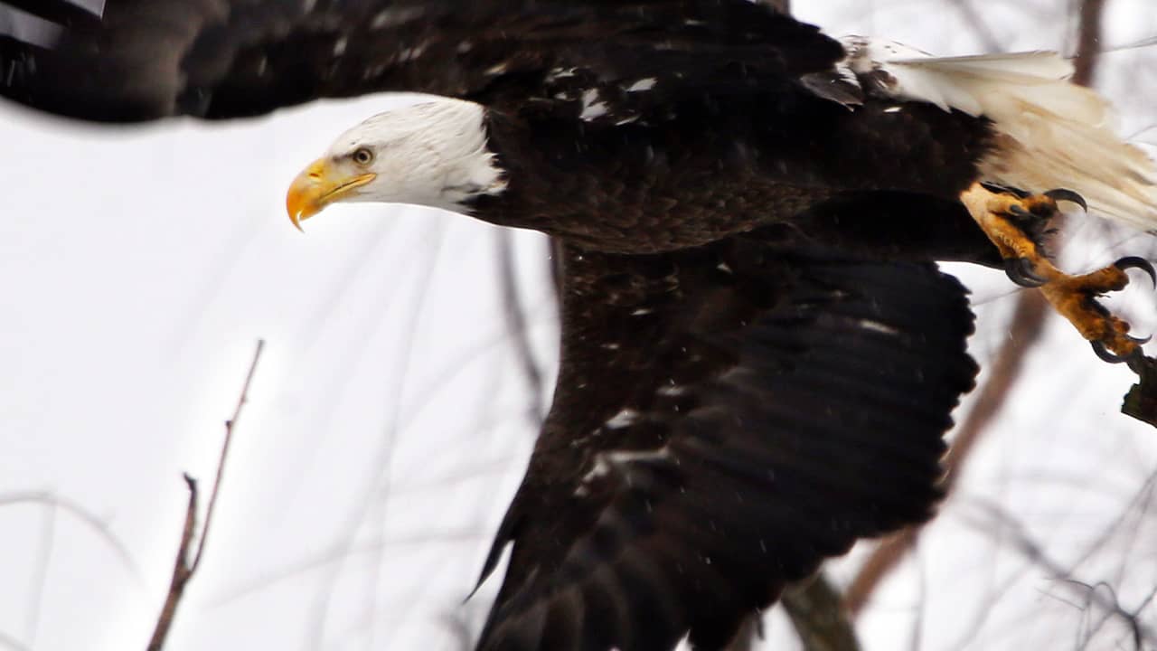 Photo of a bald eagle taking flight