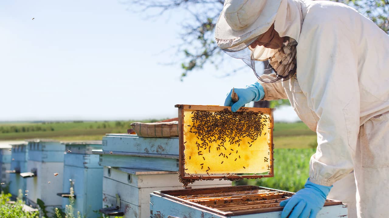 Photo of a beekeeper