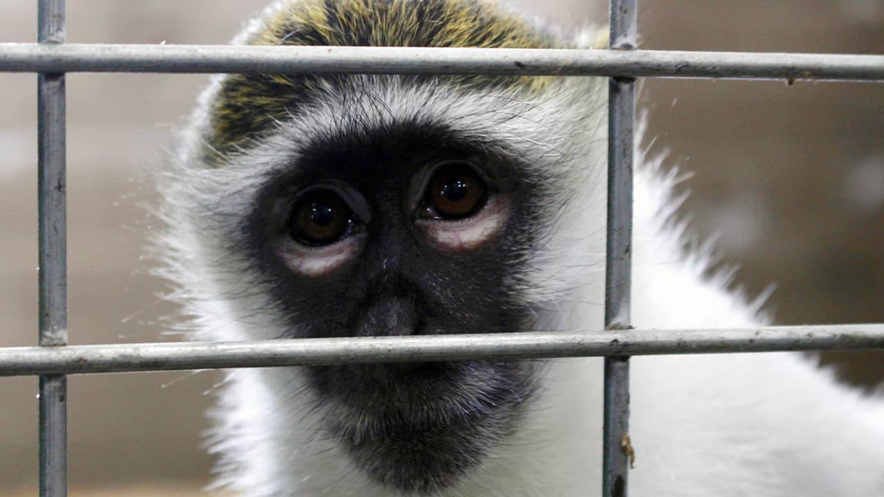 Photo of Bella the vervet monkey