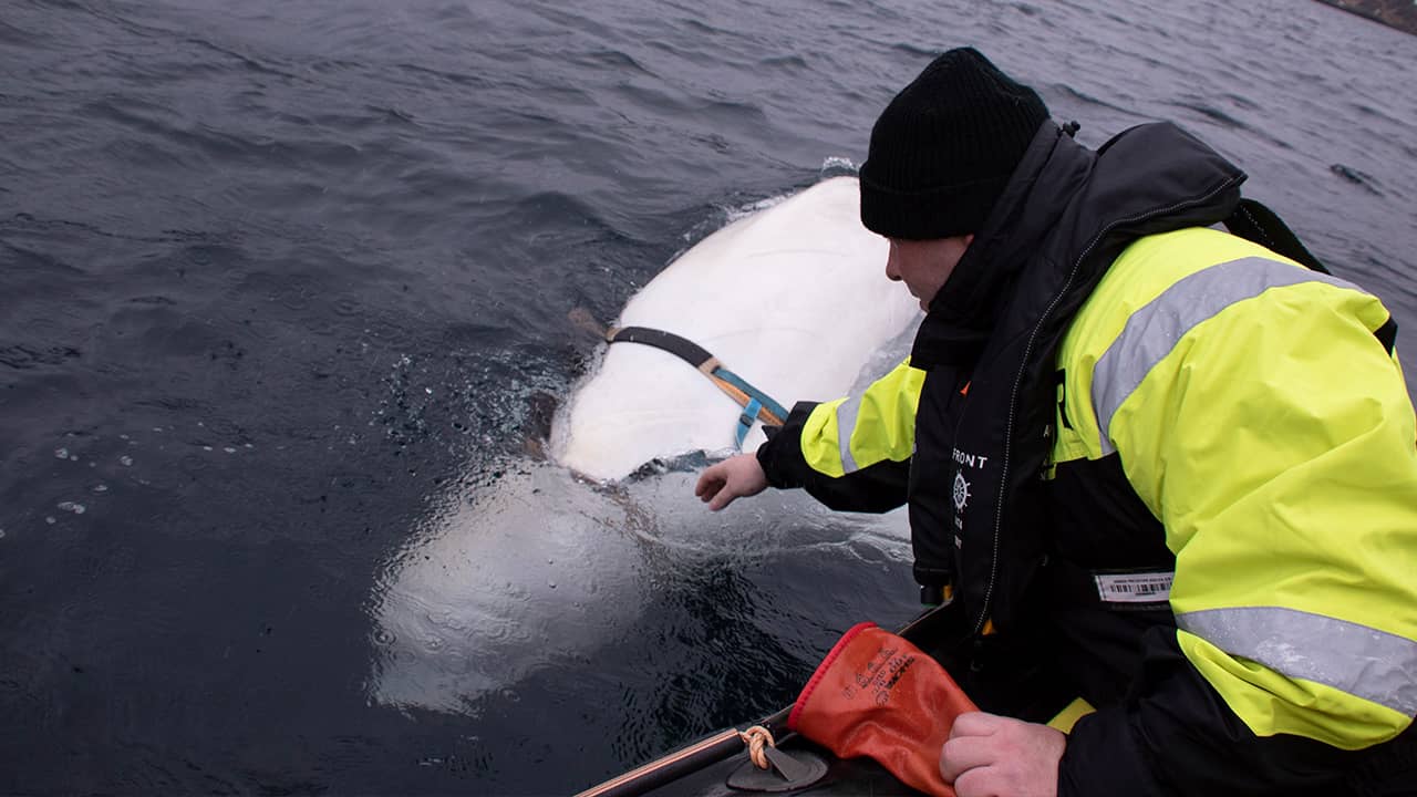 Photo of fisherman petting a beluga whale