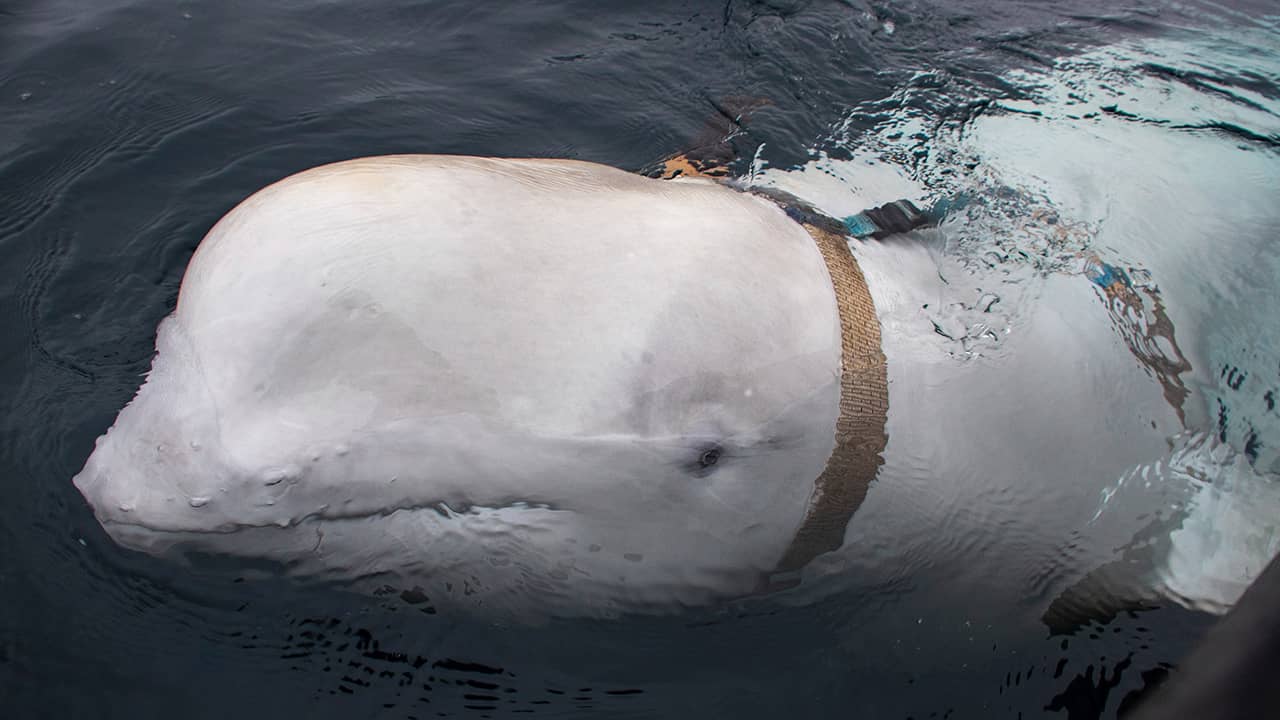 Photo of beluga whale with a harness around his neck