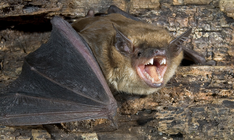 big brown bat