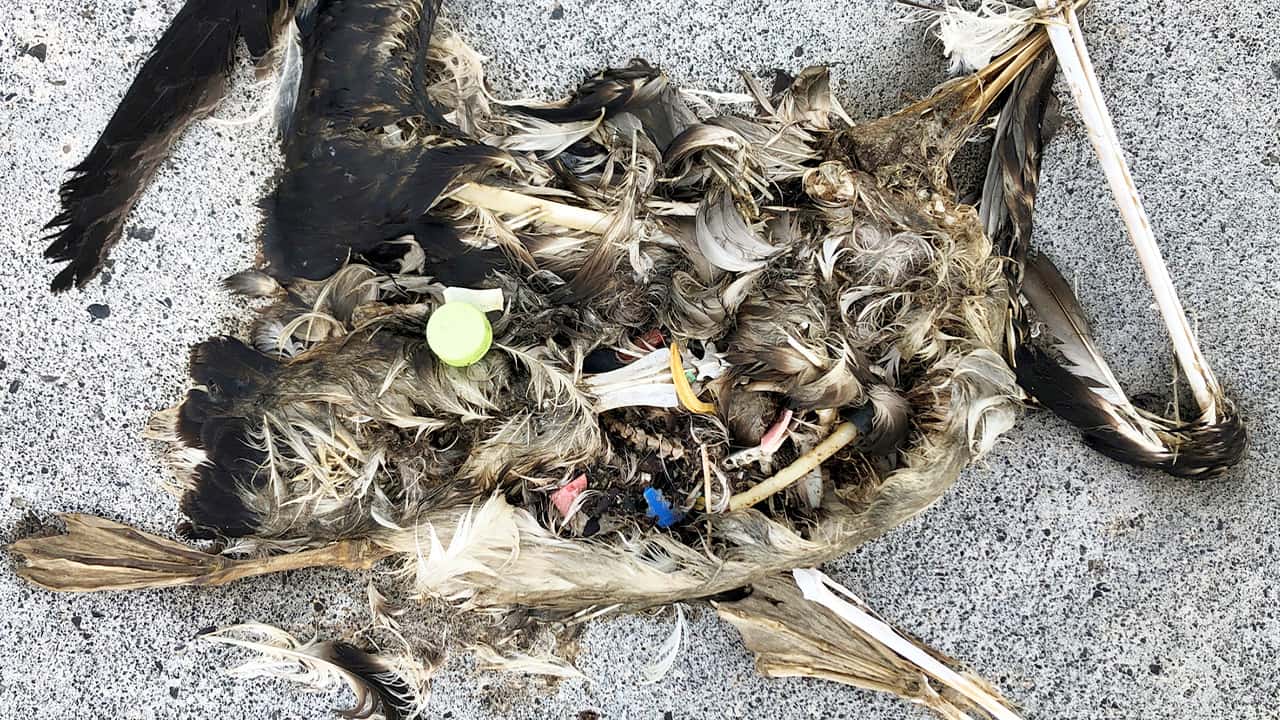 Photo of plastics sitting in a decomposed carcass of a seabird