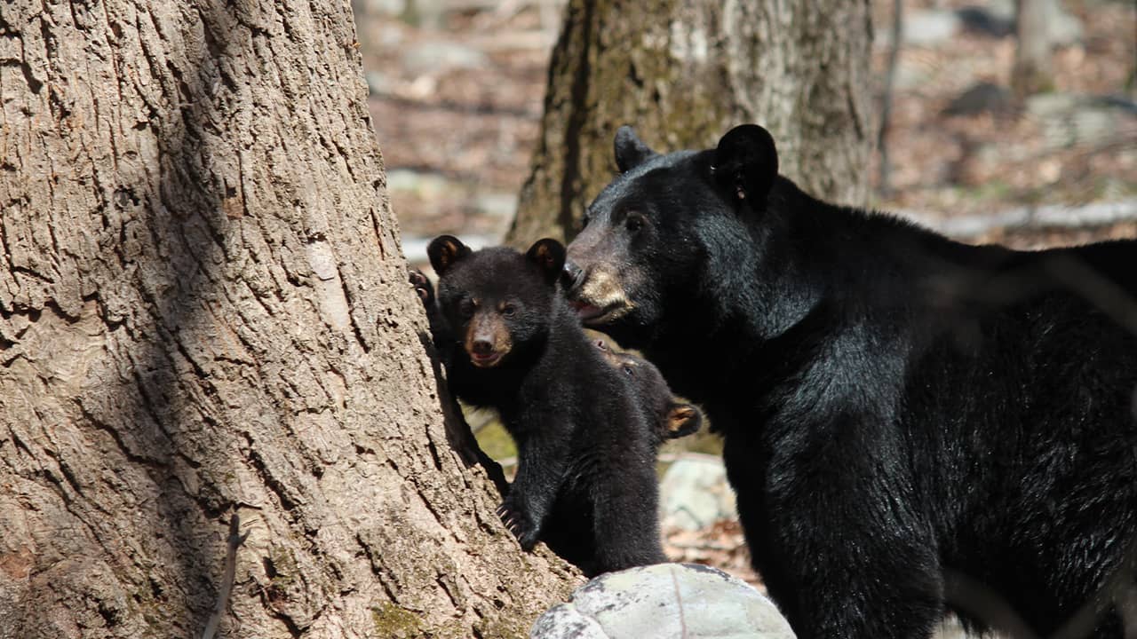 Photo of black bear and cub