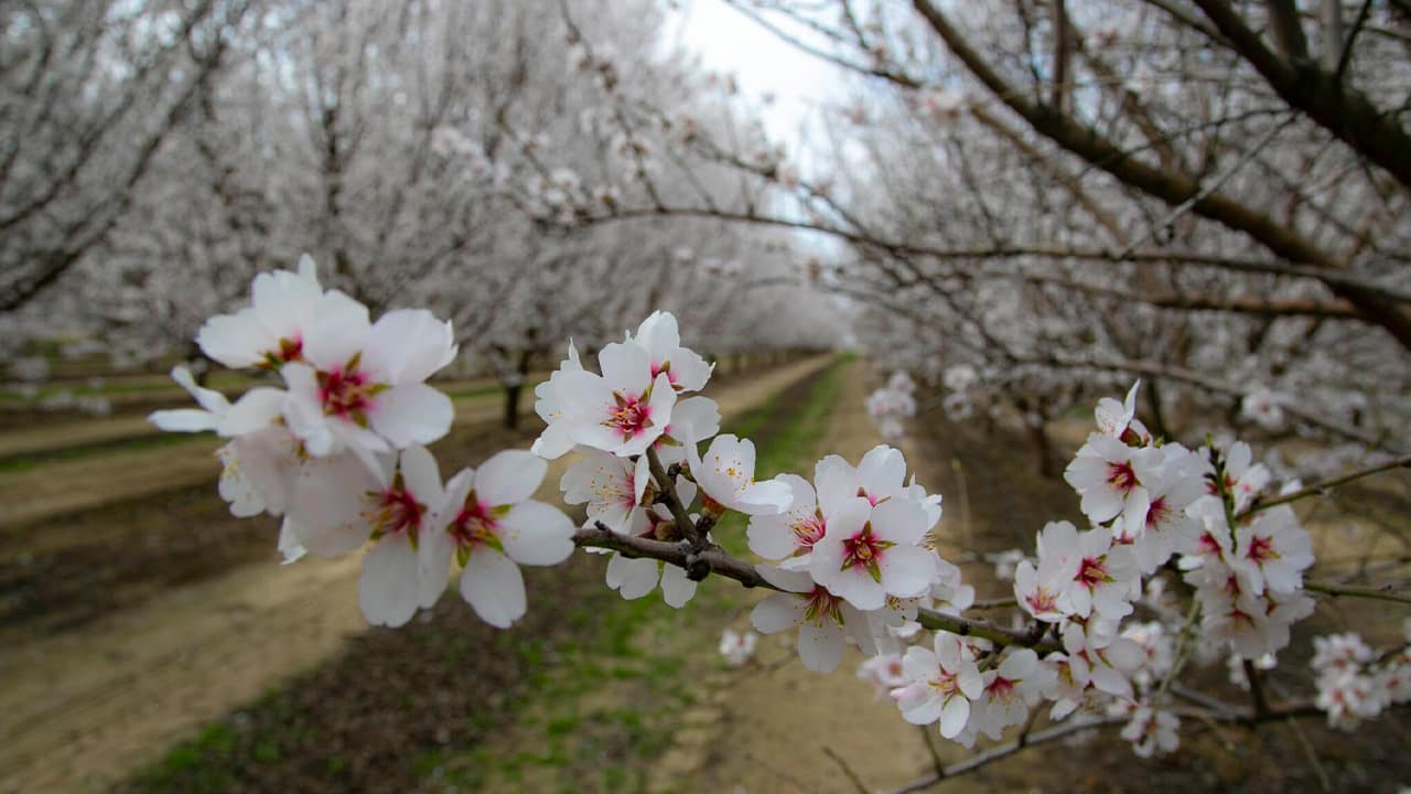 Photo of blossom trees
