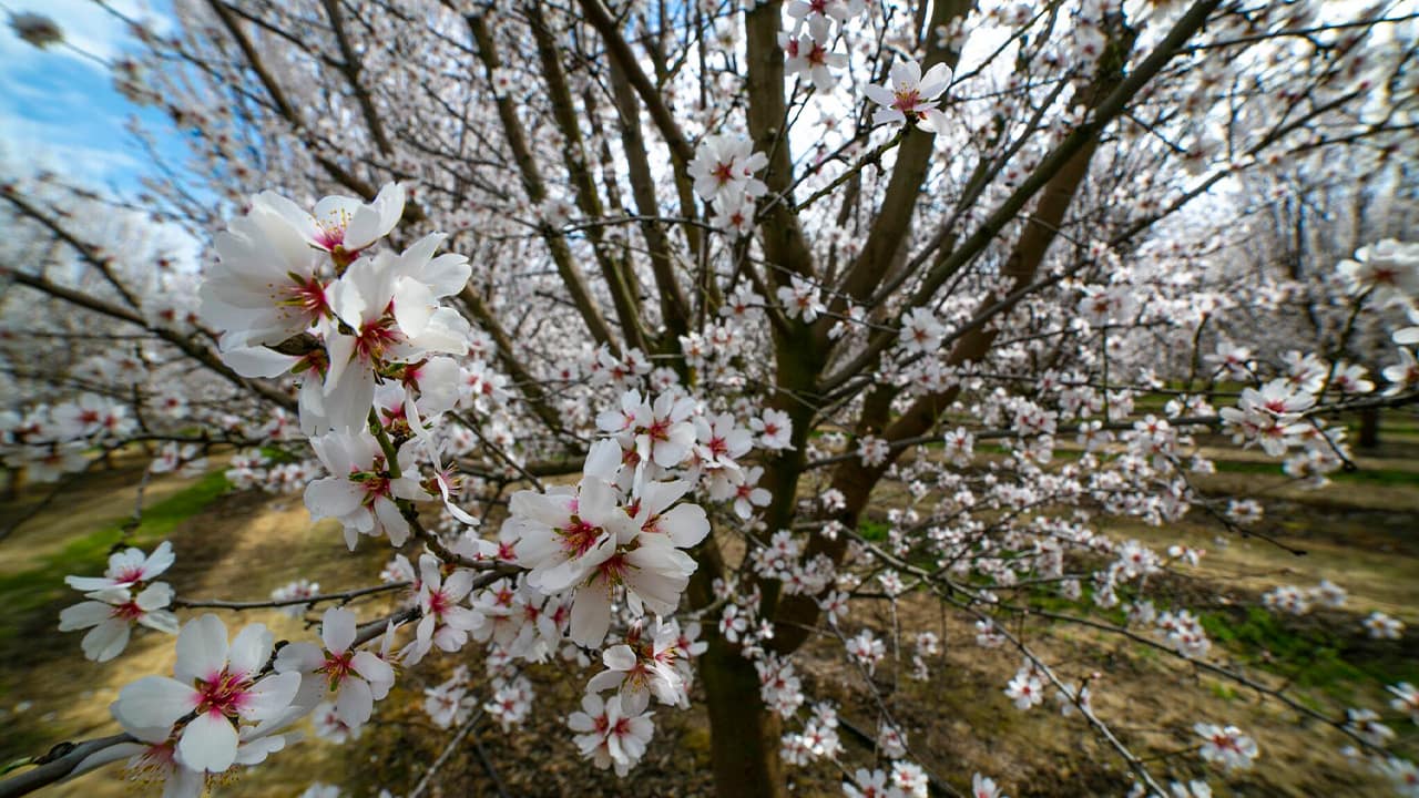 Photo of blossom trees