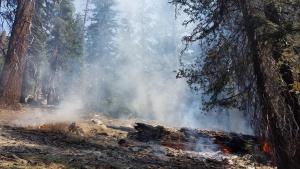 Photo of the Blue Jay Fire in Yosemite National Park during summer 2020Bl