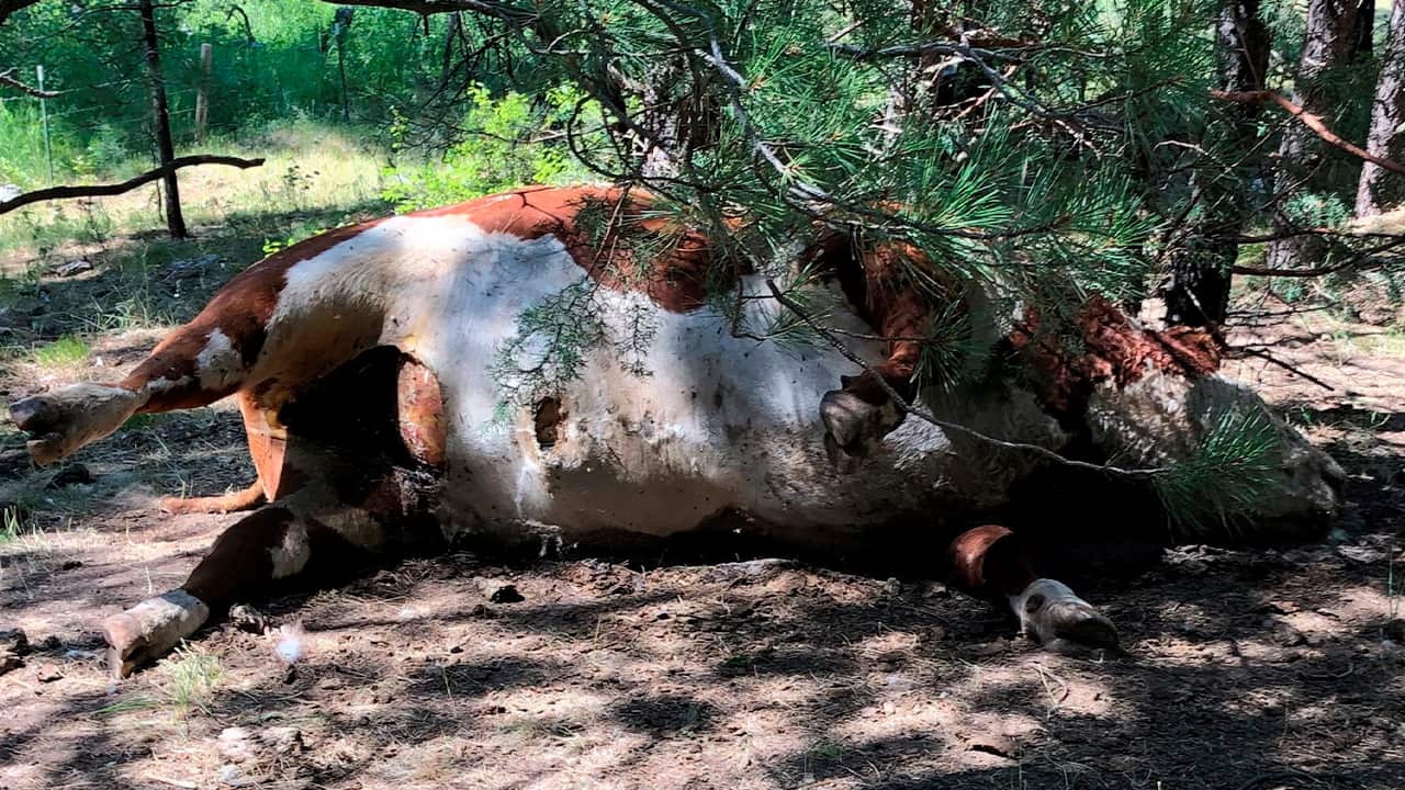 Photo of a dead bull 