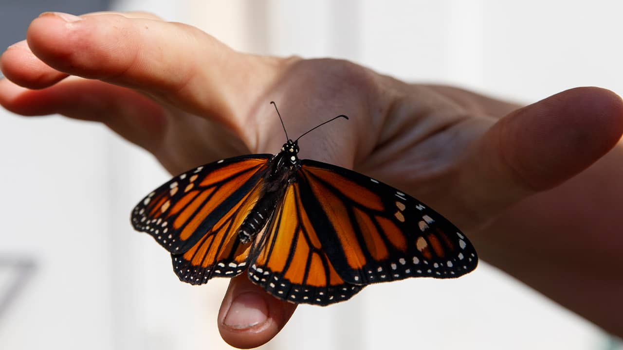 Photo of monarch butterfly