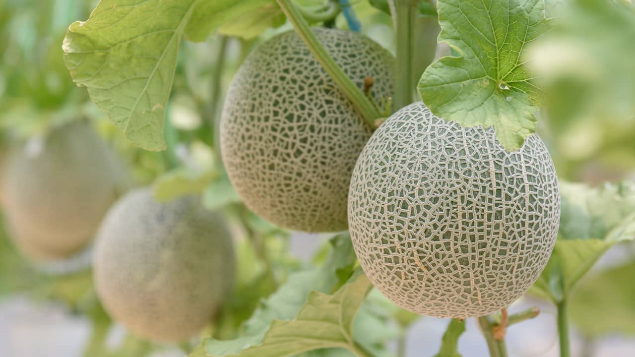 Photo of cantaloupes