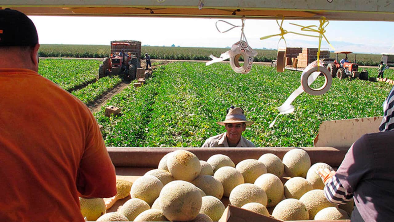 Workers pick and load cantaloupes into a trailer in Firebaugh, California