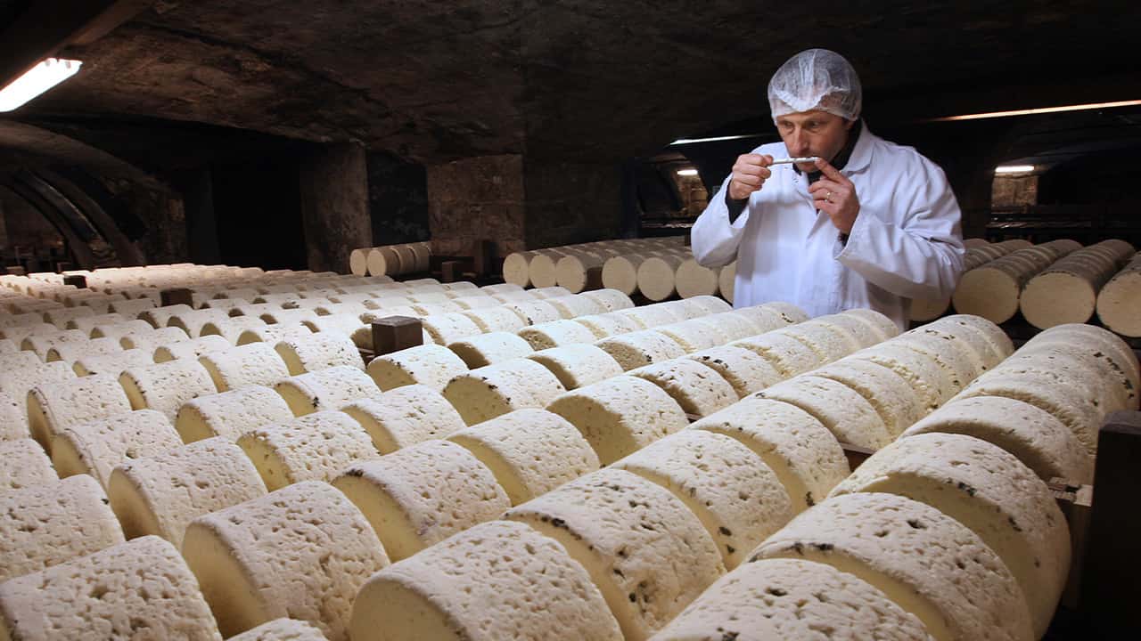 Photo of Bernard Roques, a refiner of Societe company, smelling a Roquefort cheese as they mature in a cellar
