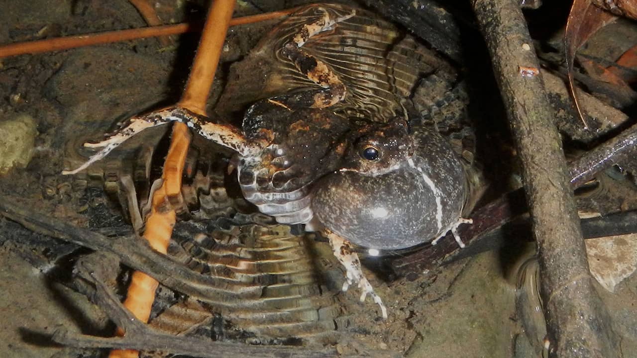 Photo of a male tungara frog in Panama