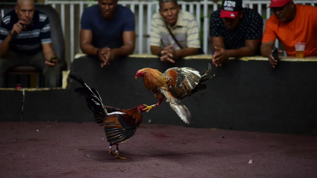 Photo of fight night at the Campanillas cockfighting club, in Toa Baja, Puerto Rico