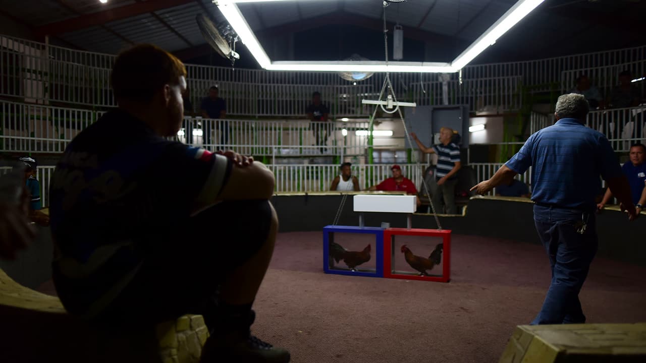 Photo of fight night at the Campanillas cockfighting club, in Toa Baja, Puerto Rico