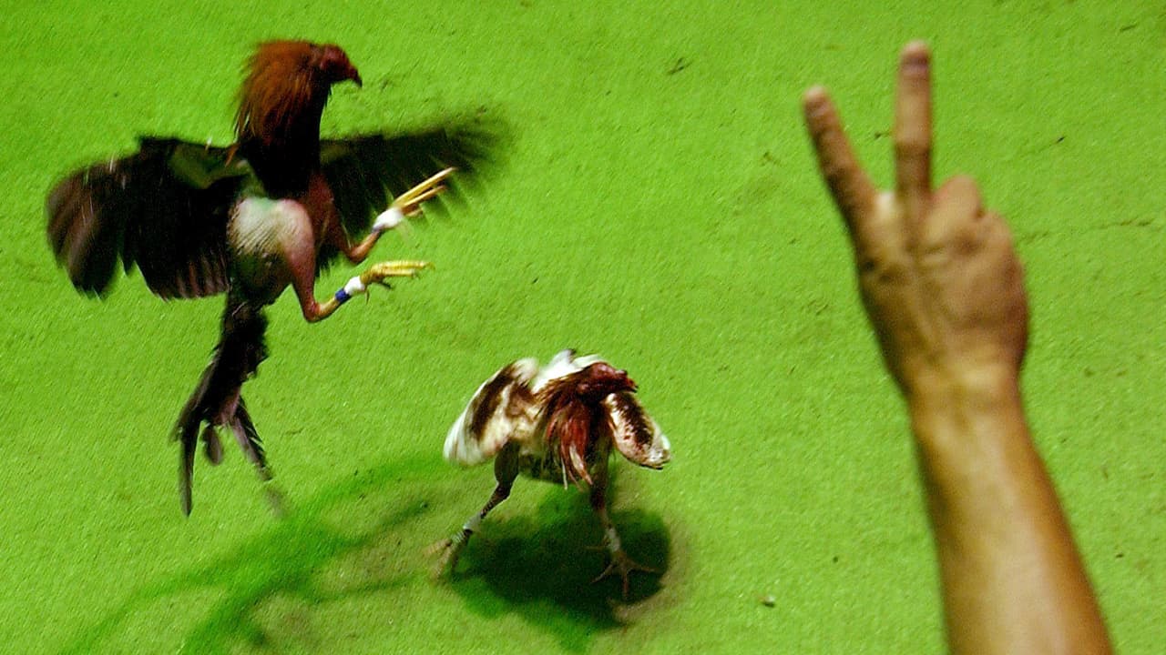 Photo of a cockfight in Puerto Rico