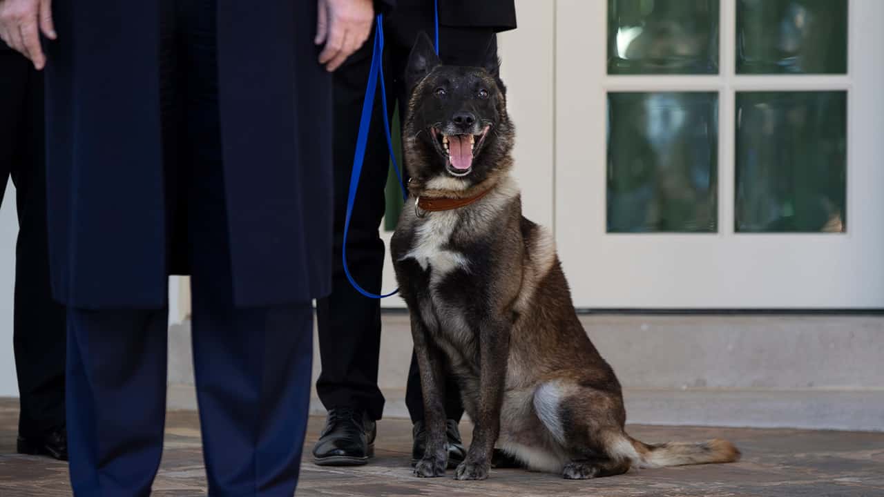 Photo of Conan, the U.S. Army dog that participated in the raid that killed ISIS leader Abu Bakr al-Baghdadi