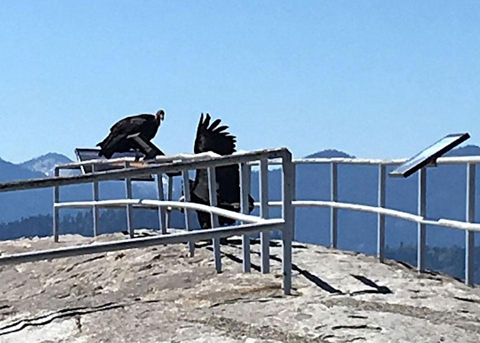 Image of two California condors atop a railing at Moro Rock in Sequoia National Park