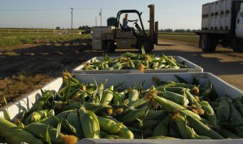 Fresno State sweet corn in bins