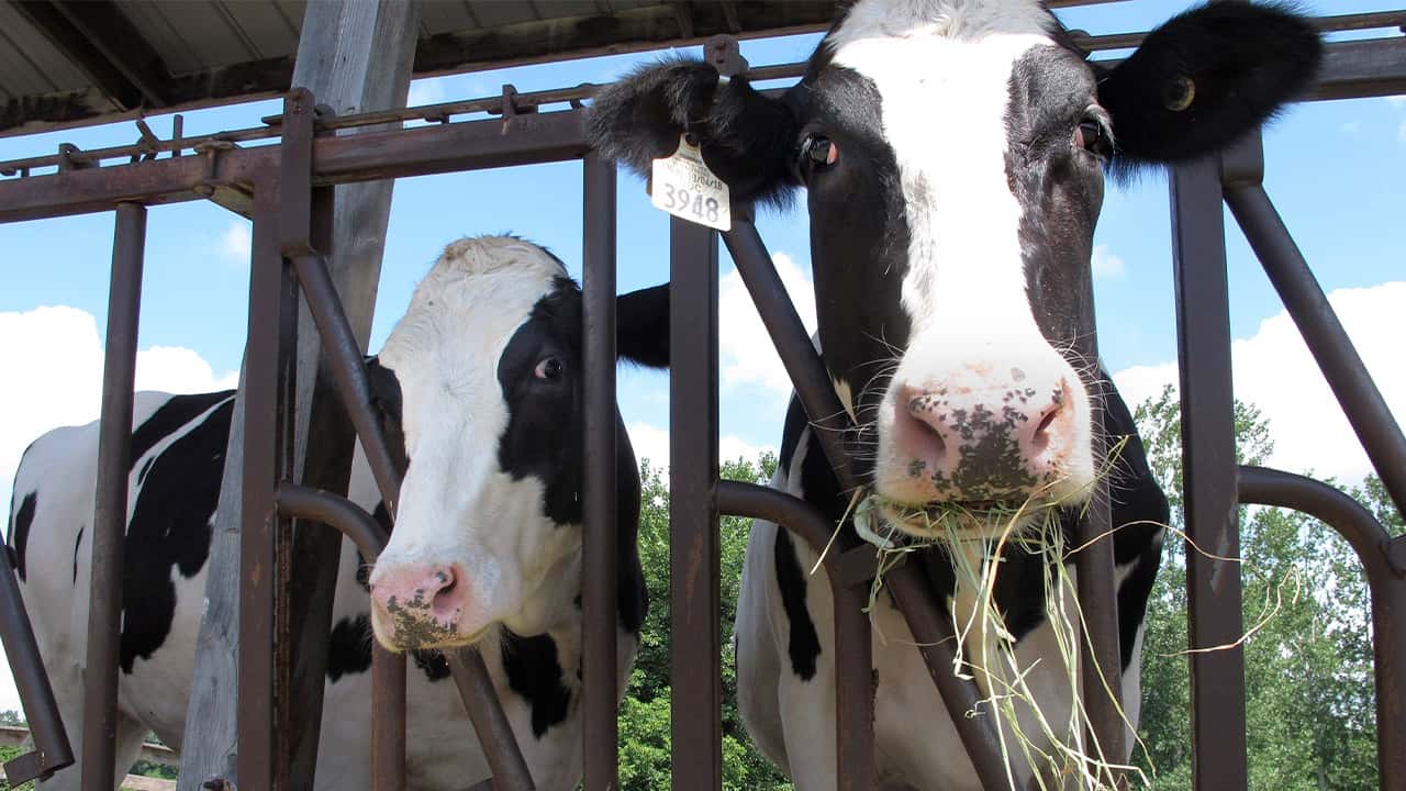 Photo of cows