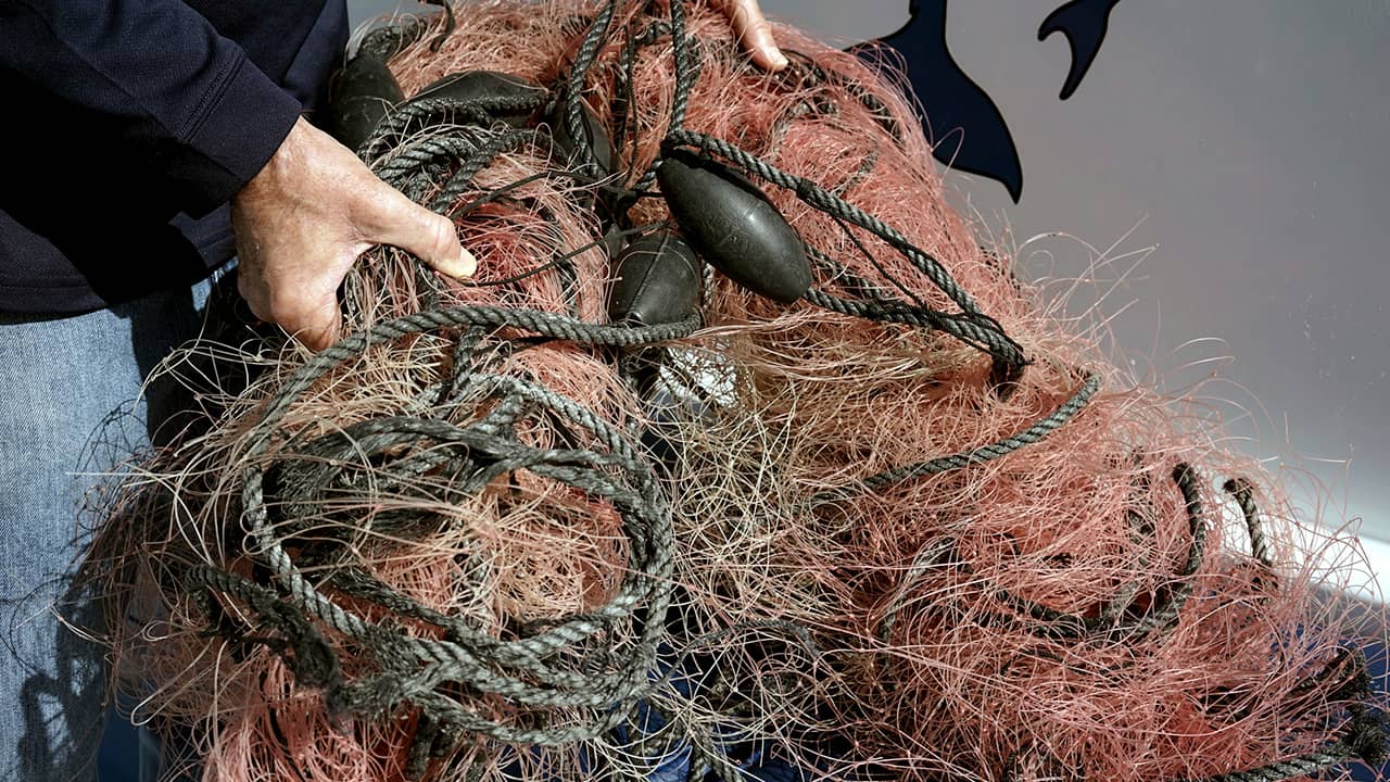 Photo of a net that a whale was found entangled in 