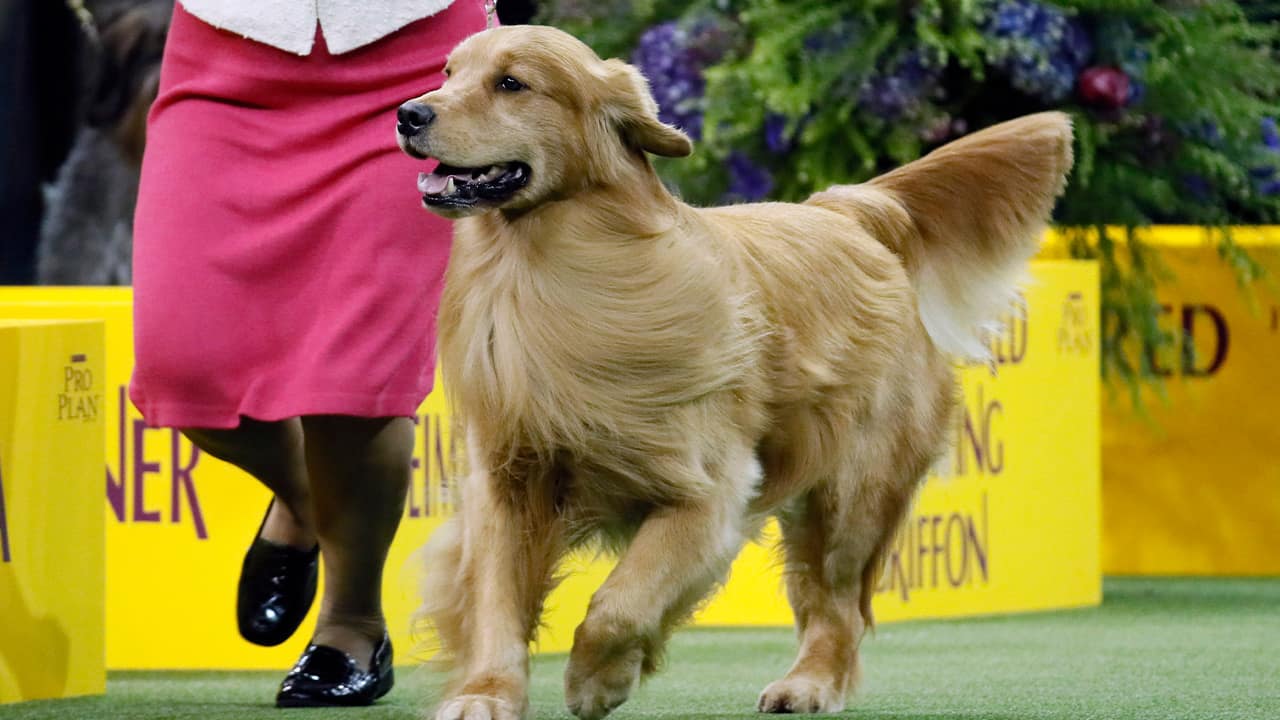 Photo of Daniel, the golden retriever 