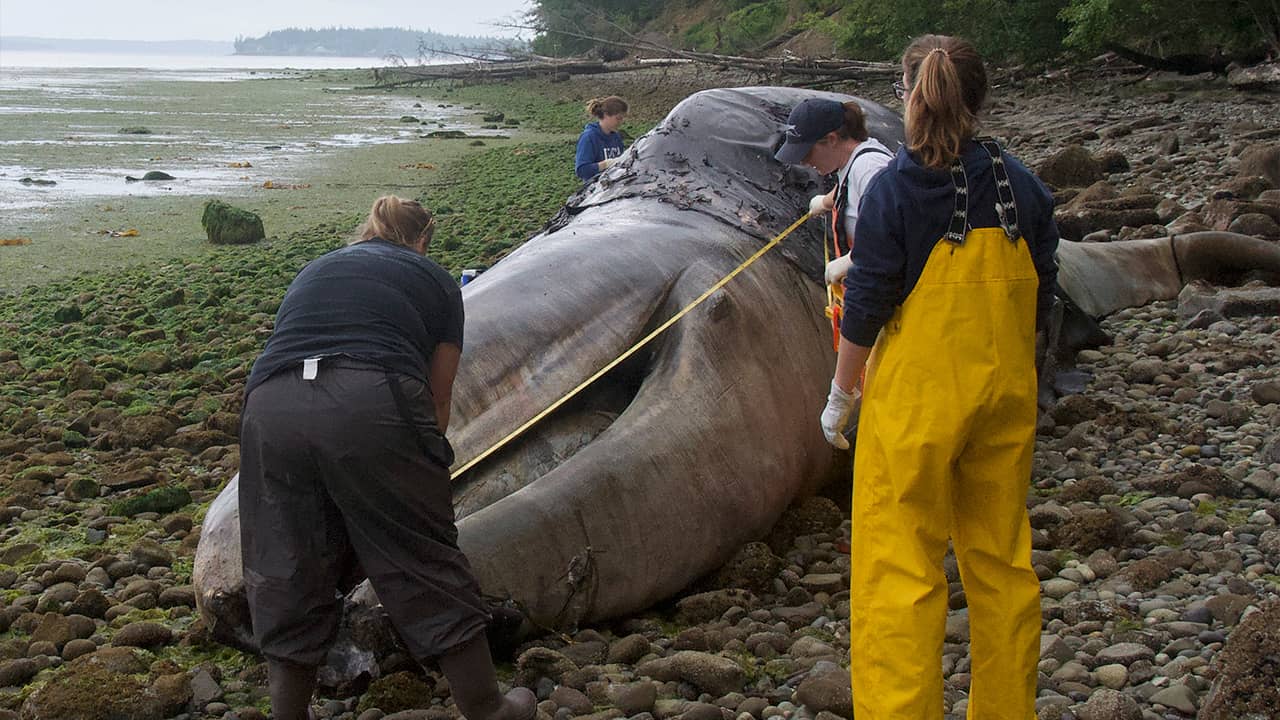 Photo of a dead whale and volunteers in Port Hadlock, Wa.