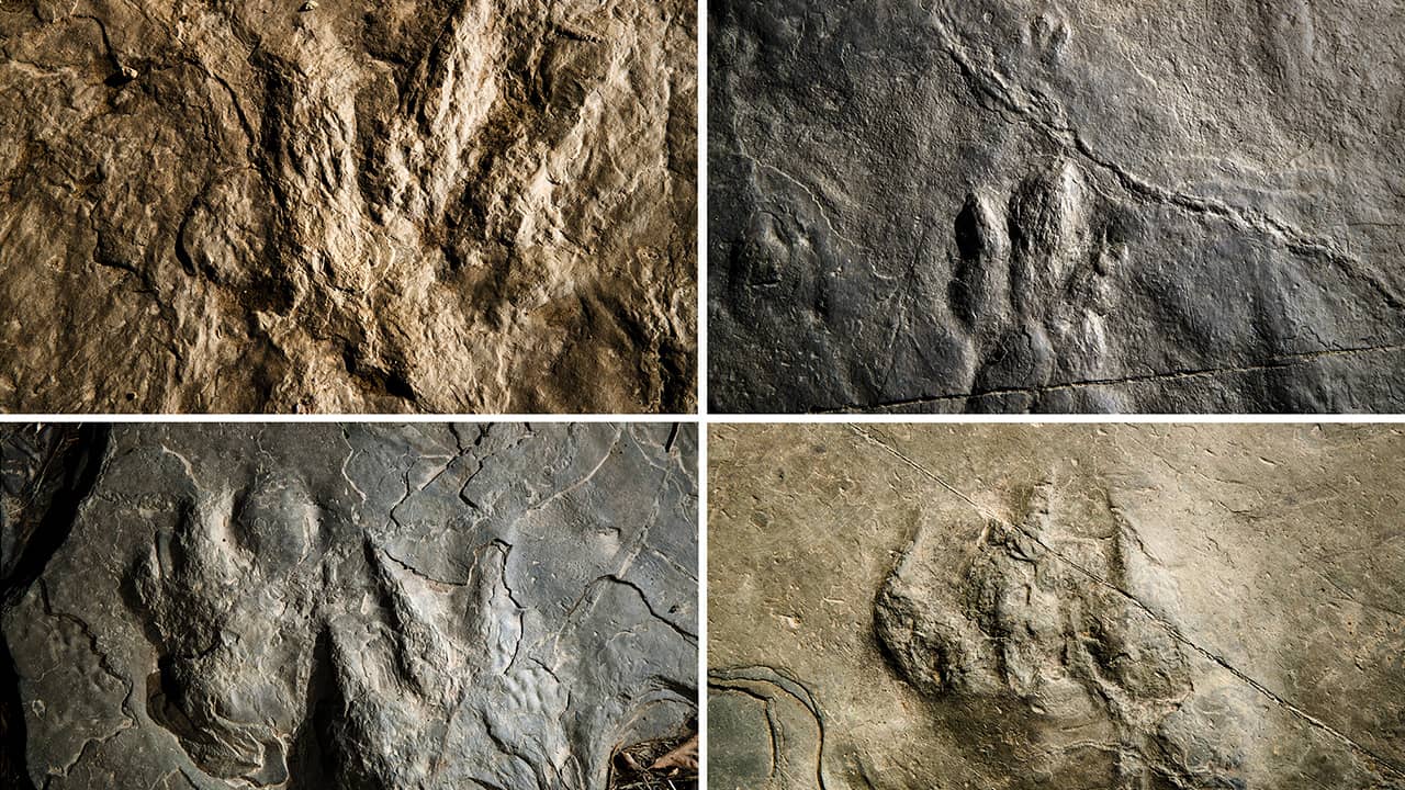 Photo of dinosaur footprints found in Valley Forge