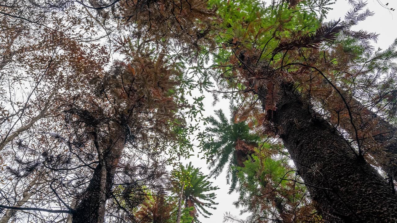 Photo of Wollemi pine trees